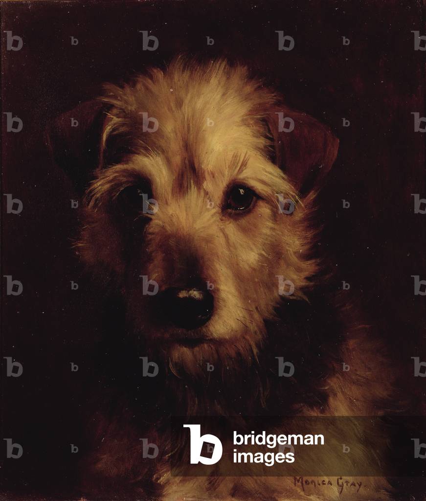 "Ritratto di un terrier", C20th Secolo di Monica Gray