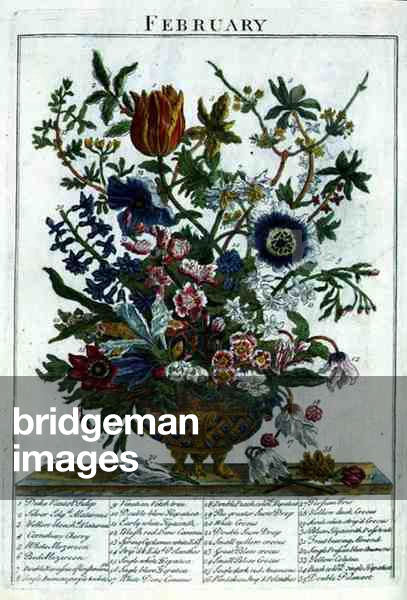 February, from 'The Flower Garden Displayed' by Robert Furber (c.1674-1756), engraved by James Smith, pub. 1732 (coloured engraving)