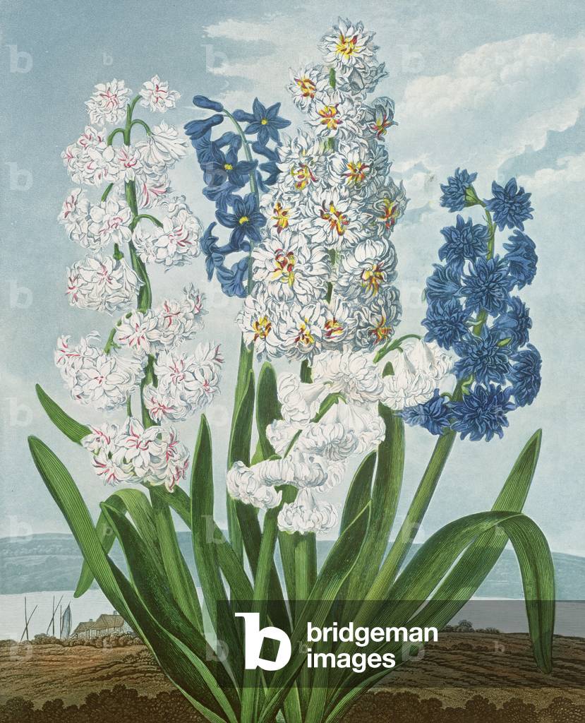 Giacinti, incisi da Warner, da «Il tempio di Flora» di Robert Thornton, pub. 1801 (incisione a colori)