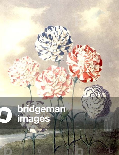 A Group of Carnations: Dianthus caryophyllus, engraved by Caldwall, from Thornton's 