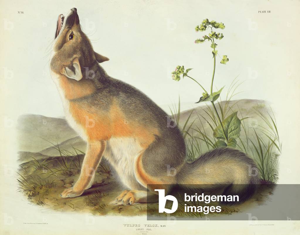 Vulpes Velox (Swift Fox), plate 52 from 'Quadrupeds of North America', engraved by John T. Bowen (1801-c.1856), 1844 (colour litho)