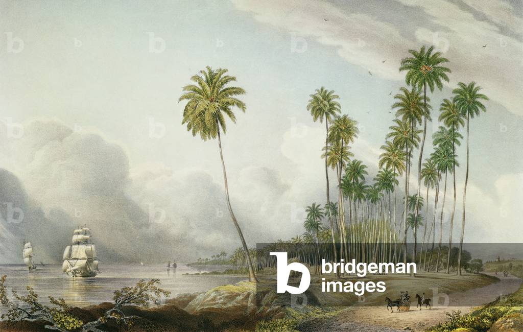 Cocoa Nut Walk on the Coast, vicino a Runaway Bay, tavola 15 da «West Indian Scenery: Illustrations of Jamaica