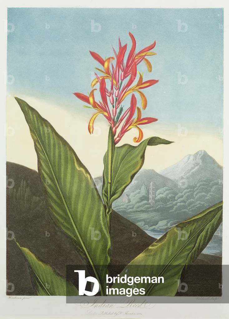 Indian Reed, engraved by Caldwall, from 'The Temple of Flora' by Robert Thornton, pub. 1804 (coloured engraving)
