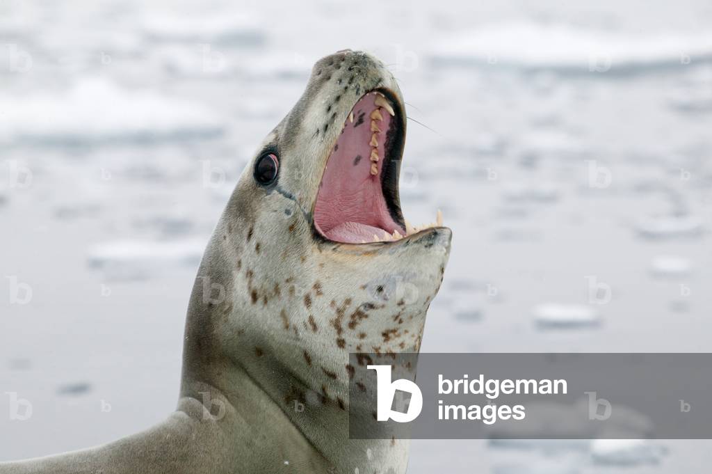 Leopard seal Hydrurga leptonyx, Antarctic peninsula (photo)