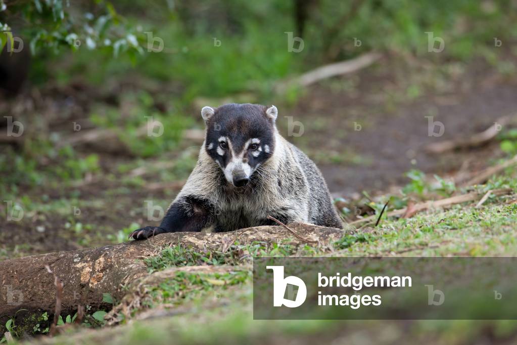 Coatimundi or Coati Nasua narica at Laguno de Lagartos, Boca Tapada, Costa Rica, January 2011 (photo)