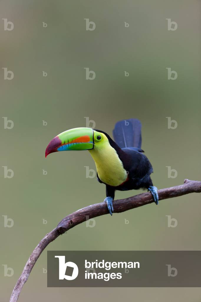 Keel-billed toucan (Ramphastos sulfuratus), near Boca Tapada, Costa Rica, January 2011 (photo)