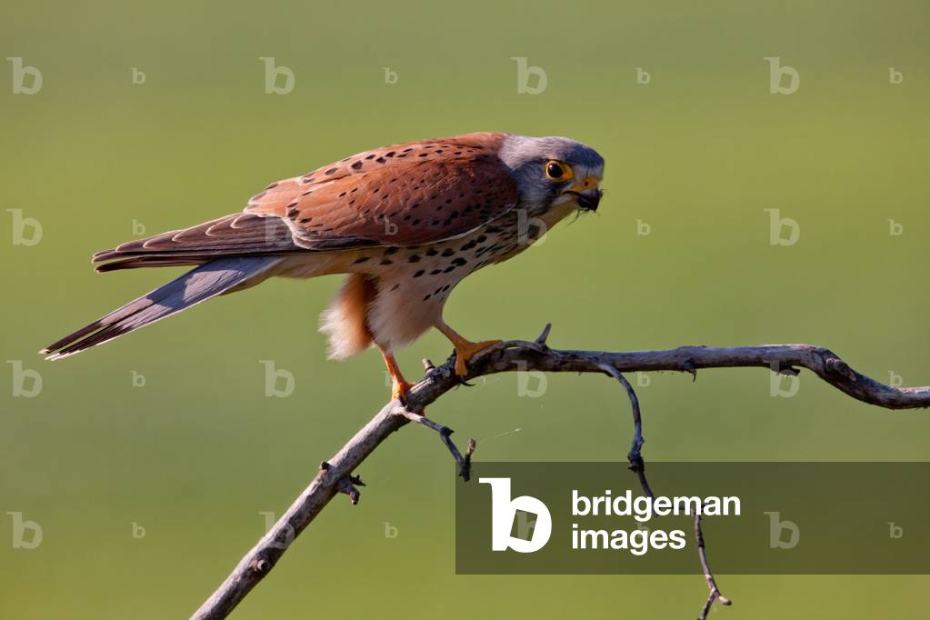 Kestrel (Falco tinnunculus), Kiskunsagi National Park, Hungary, May 2011 (photo)