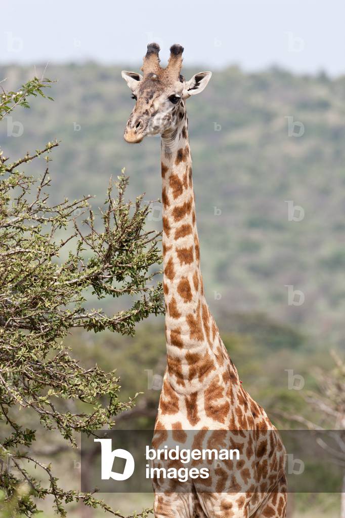 Maasai giraffe (Giraffa camelopardalis) in Greater Maasai Mara near Olarro Lodge, Loita Hills, Kenya (photo)