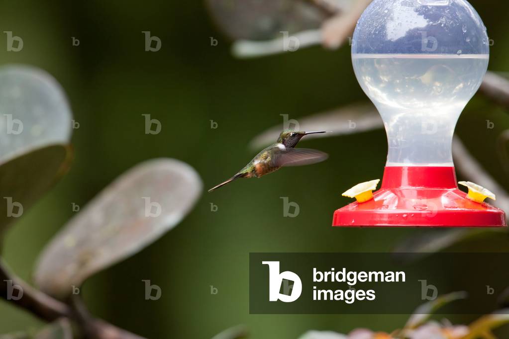 Magenta throated woodstar Calliphlox bryante, Monteverde Reserve, Costa Rica, January 2011 (photo)
