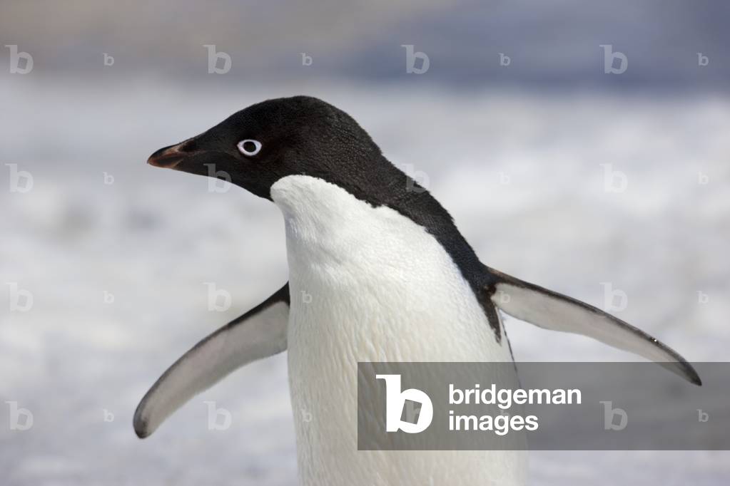 Adelie penguin (photo)