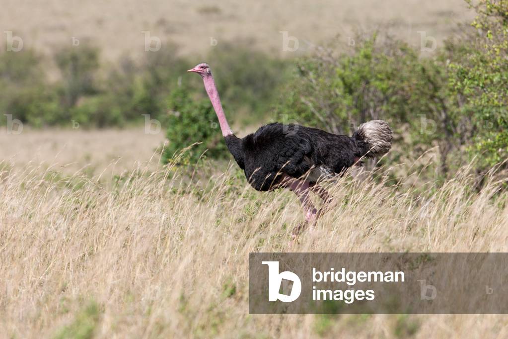 Male Ostrich (Struthio camelus), Masai Mara National Park, Kenya (photo)