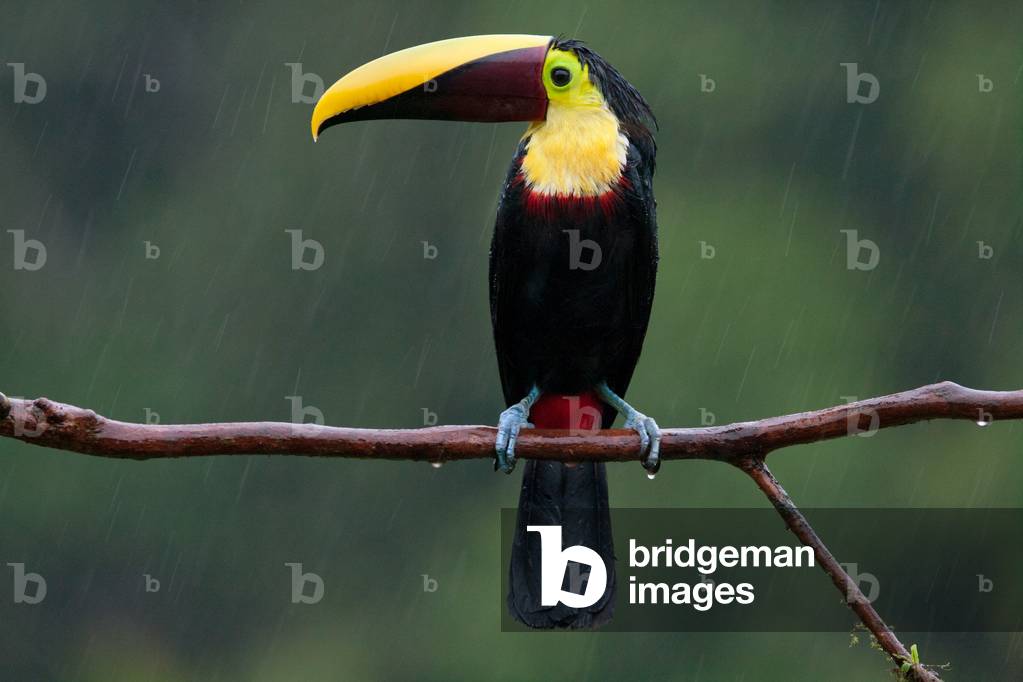 Chestnut-Mandibled toucan (Ramphastos swainsonii), near Boca Tapada, Costa Rica, January 2011 (photo)
