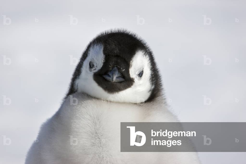 Emperor penguin chick at the rookery (photo)