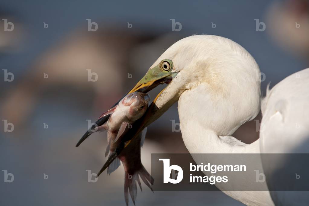 Great egret (Egretta alba) with fish, Kiskunsagi National Park, Hungary, May 2011 (photo)