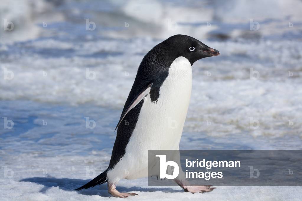 Adelie penguin (photo)