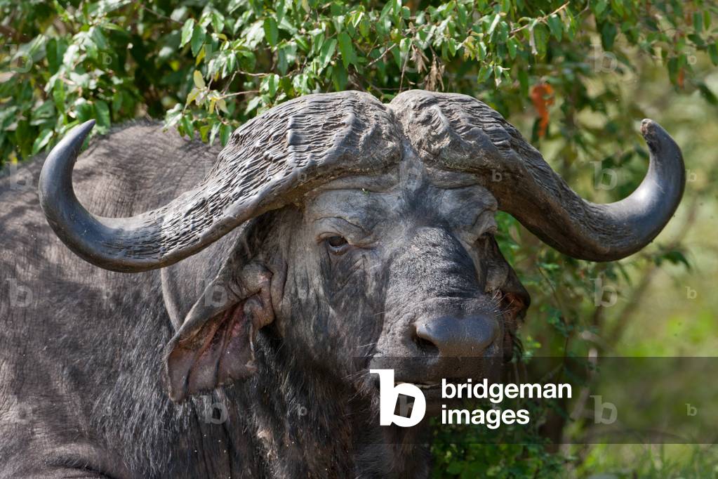Male Cape buffalo (Syncerus caffer), Masai Mara National Reserve, Kenya (photo)