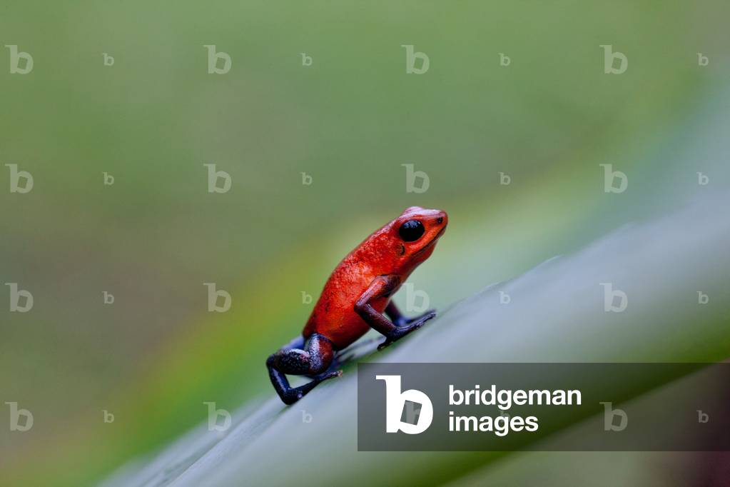Strawberry poison arrow frog (Dendrobates pumlilo) at Laguno de Lagartos, Boca Tapada, Costa Rica, January 2011 (photo)