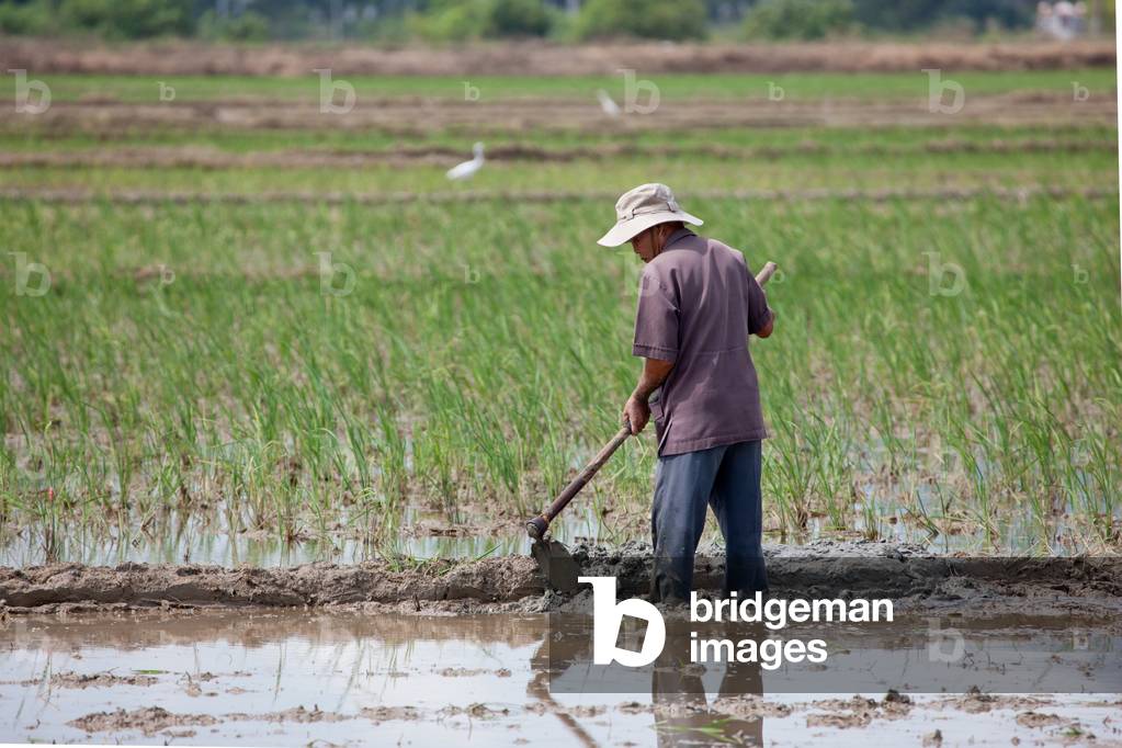 Man tending rice in a rice paddy near Nha Trang, Vietnam (photo)