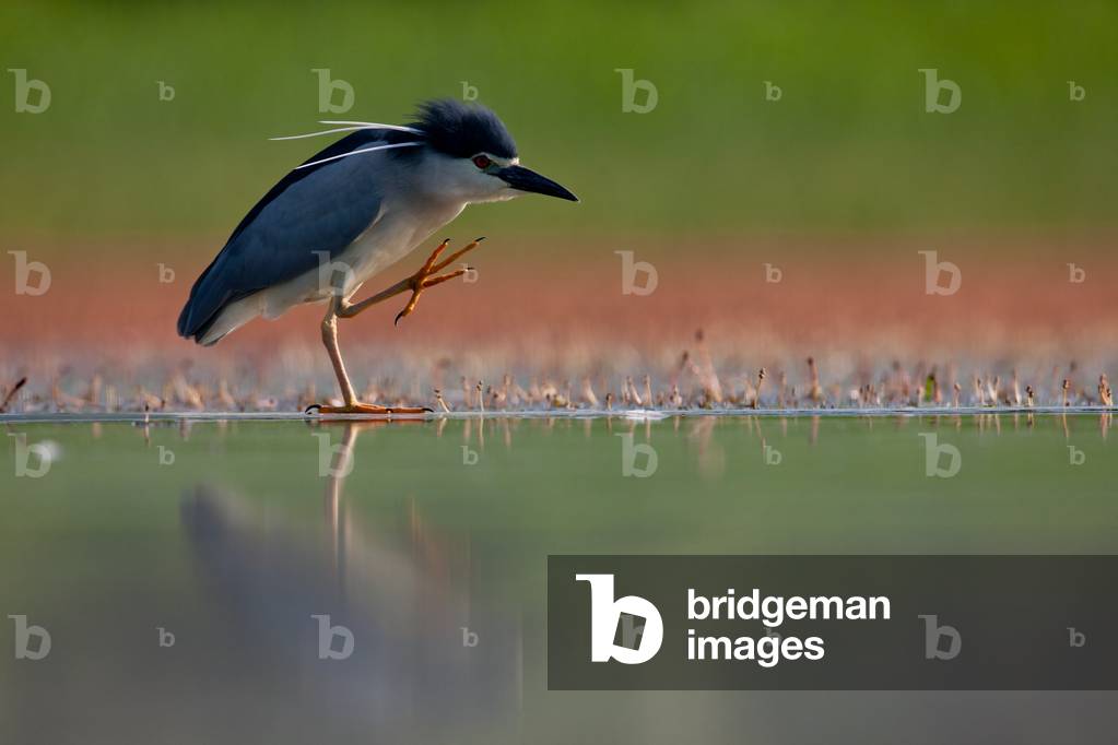 Night heron (Nycticorax nycticorax), Kiskunsagi National Park, Hungary, May 2011 (photo)