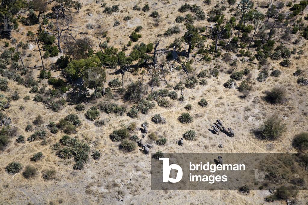 Aerial view of elephants, August 2007 (photograph)