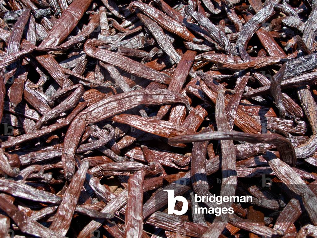Vanilla pods drying in sun, Tahiti, South Pacific (photo)