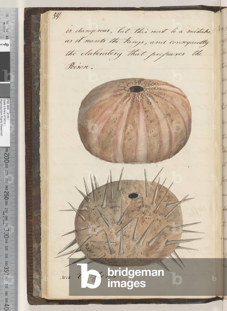 Page 57. Sea urchins 2 drawings, 1810-17 (w/c & manuscript text)