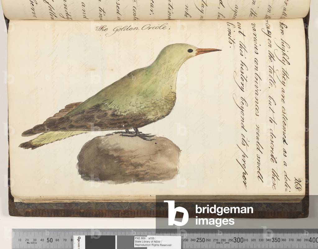Page 268. The Golden Oriole, 1810-17 (w/c & manuscript text)