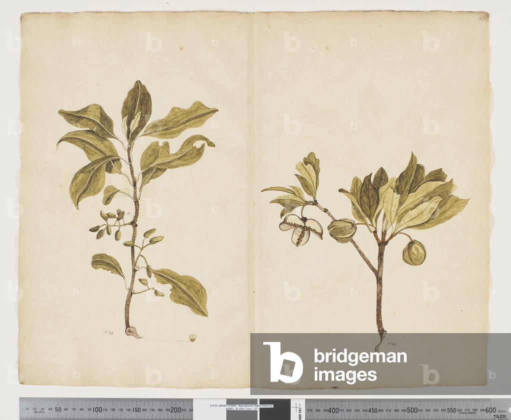 F.22 Nestegis apetala; Pittosporum bracteolatum, c.1790-95 (w/c & ink on paper)