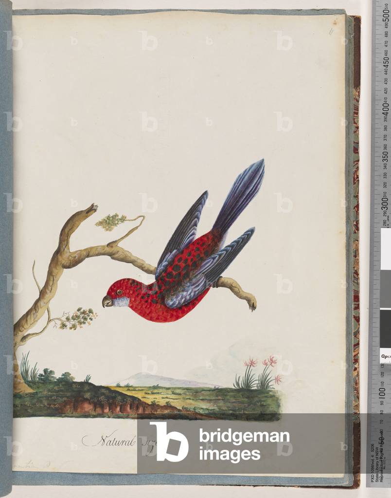 Page 45. Crimson Rosella. Pennantian Parrot (w/c on paper)