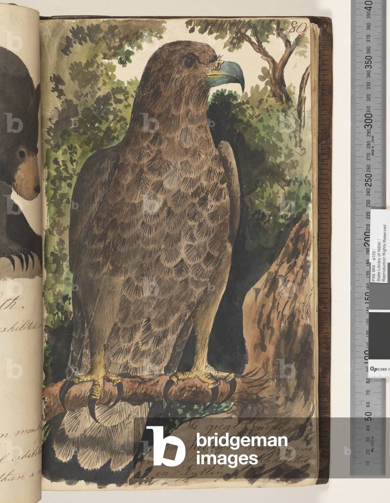 Page 80. The great Eagle. From Hudsons Bay., 1810-17 (w/c & manuscript text)