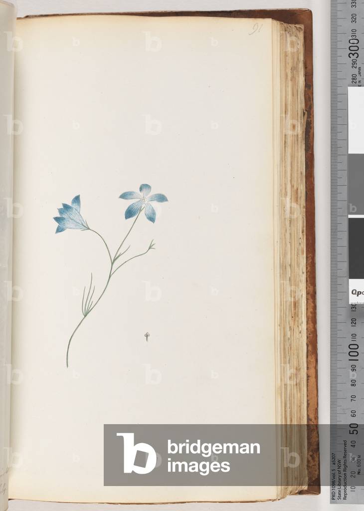 Page 91. Unidentified plant (w/c)