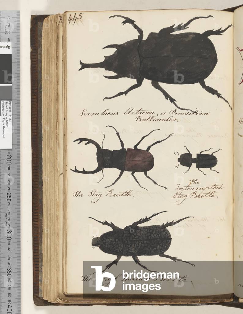 Page 445. Scarabaeus Actaeon, or Brazilian Bullcomber; the Stag Beetle; the Interrupted Stag Beetle; the Rough Indian Beetle, 1810-17 (w/c & manuscript text)
