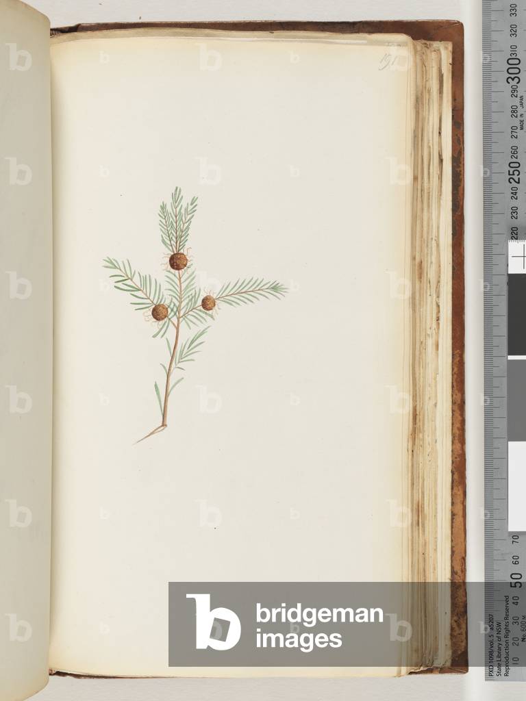Page 191. Unidentified plant (w/c)