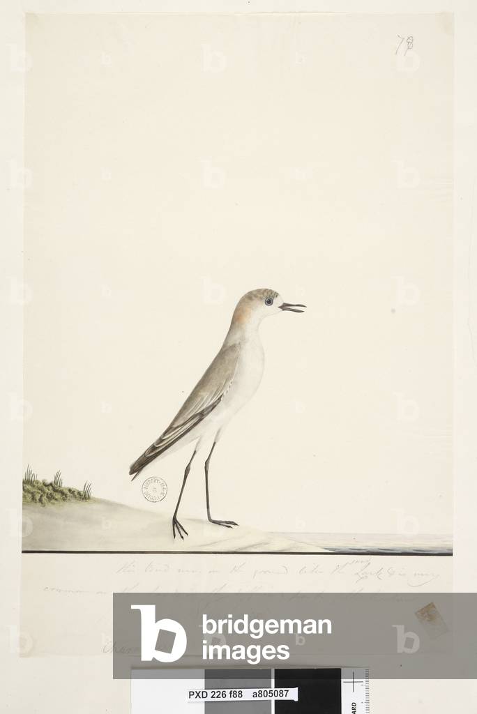 Page 88. Charadrius. below frame line in different hand This bird runs on the ground like the Sand Lark and is very common on the sands in the different parts of the harbour. below this in third hand Natural size Red, capped Dotterel Charadrius alexandrinus, female, 1791-92 (w/c)