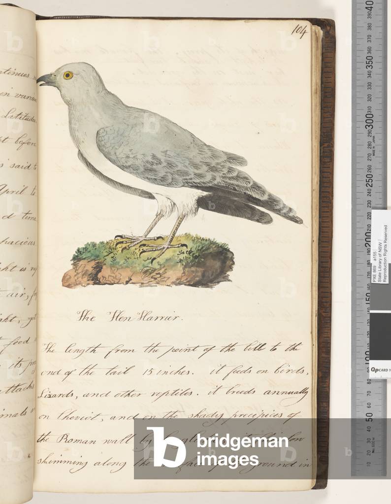Page 104. The Hen Harrier, 1810-17 (w/c & manuscript text)