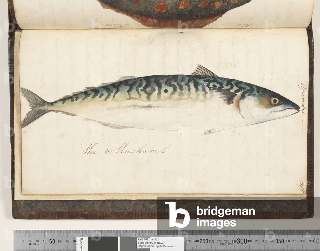 Page 500. The Mackarel, 1810-17 (w/c & manuscript text)