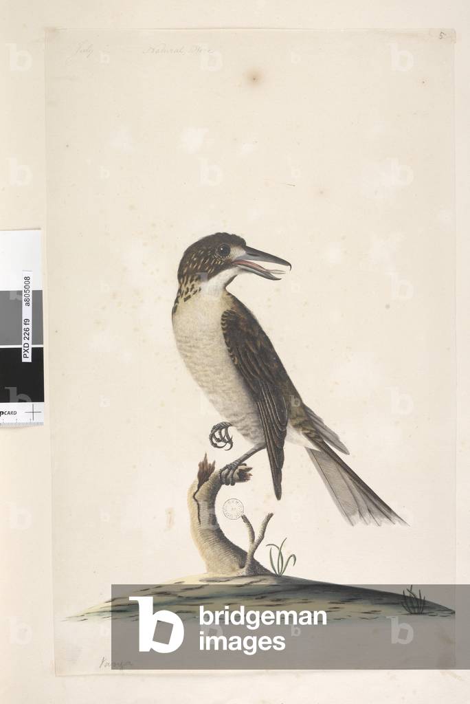 Page 9. Vanga. at upper left in different hand July, natural size Grey Butcher, Bird Cractius torquatus female, 1791-92 (w/c)