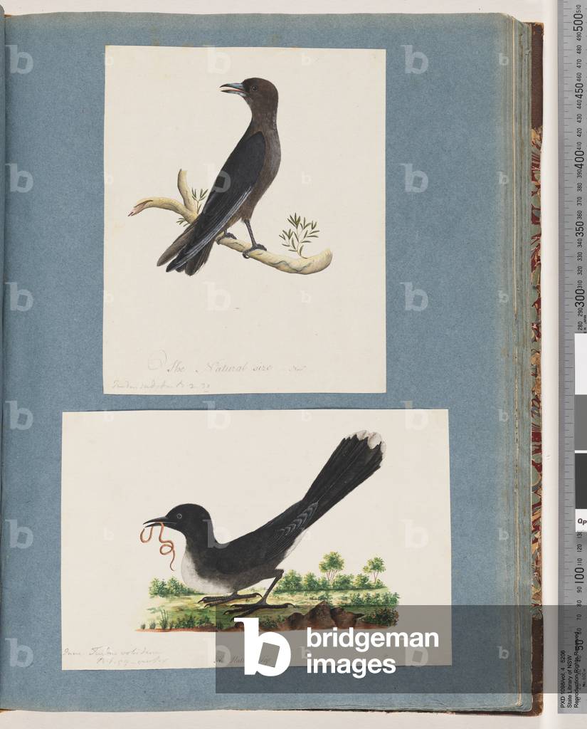 Page 58. Unidentified bird. Turdus. 59. Unidentified bird. Turdus (w/c on paper)