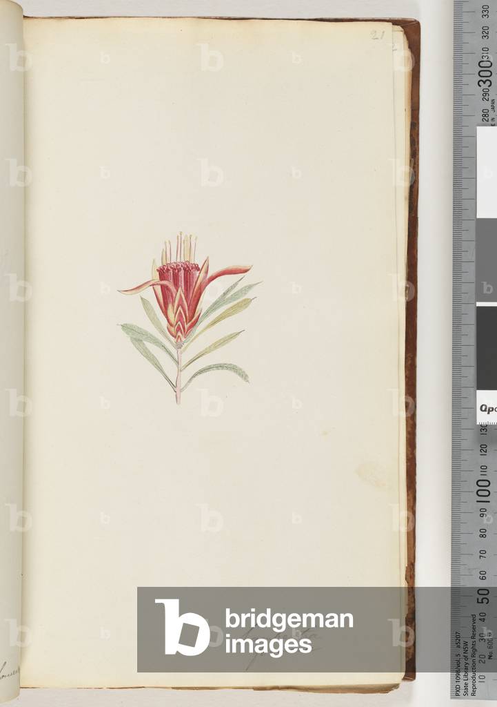 Page 21. Lambertia formosa / Mountain Devil (w/c)