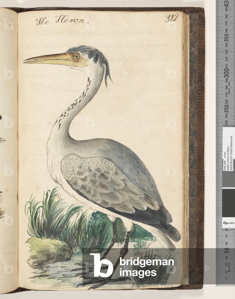 Page 312. The Heron, 1810-17 (w/c & manuscript text)