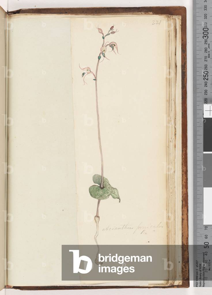 Page 221. Acianthus fornicatus Br Pixie Caps (w/c)