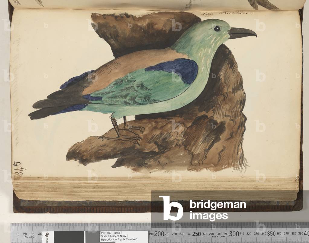 Page 345. The Roller, 1810-17 (w/c & manuscript text)