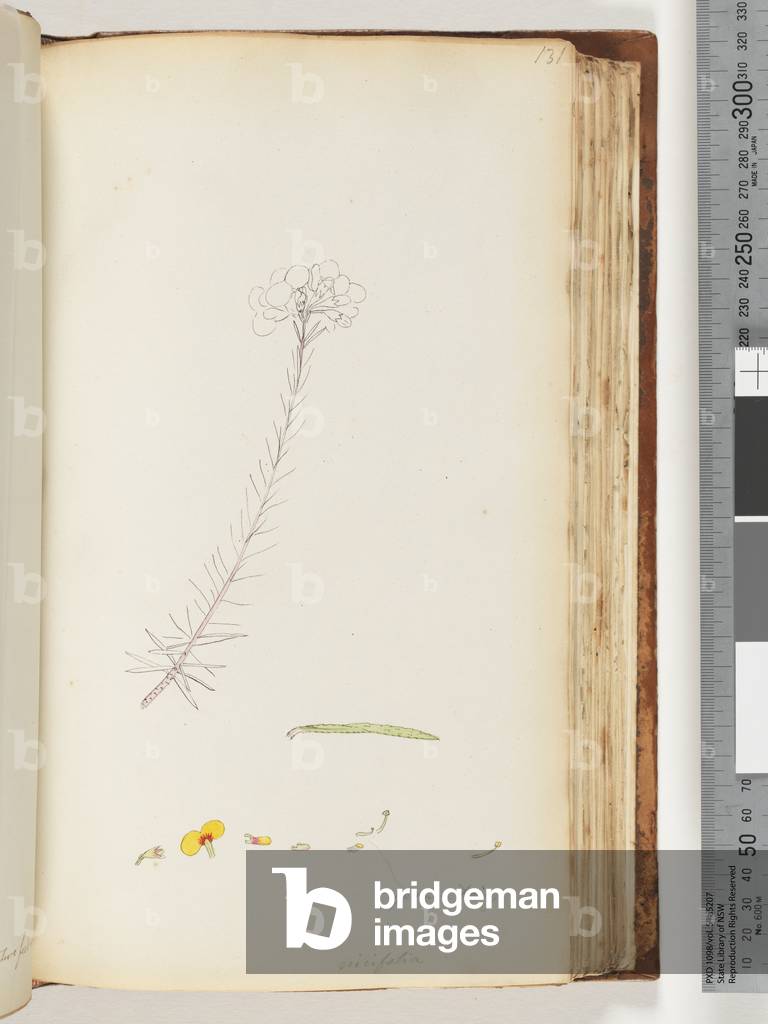 Page 131. Germen hairy / Ericifolia unfinished drawing (w/c)