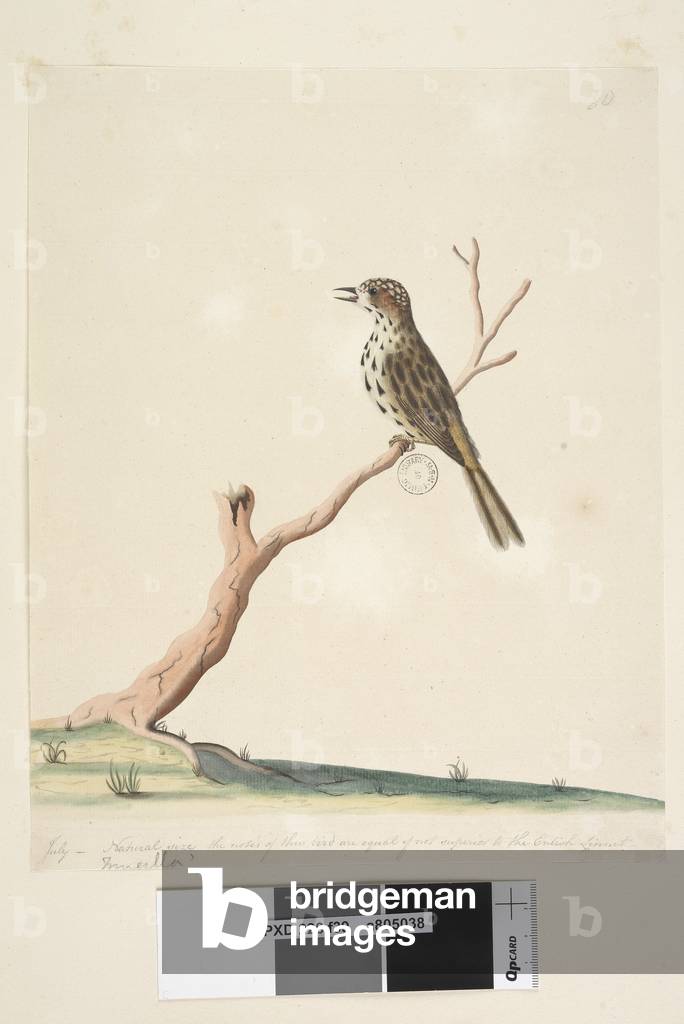 Page 39. Fringilla. along lower edge in different hand July, natural size. The notes of this bird are equal if not superior to the English Linnet Speckled Warbler Chthonicola sagittata, 1791-92 (w/c)