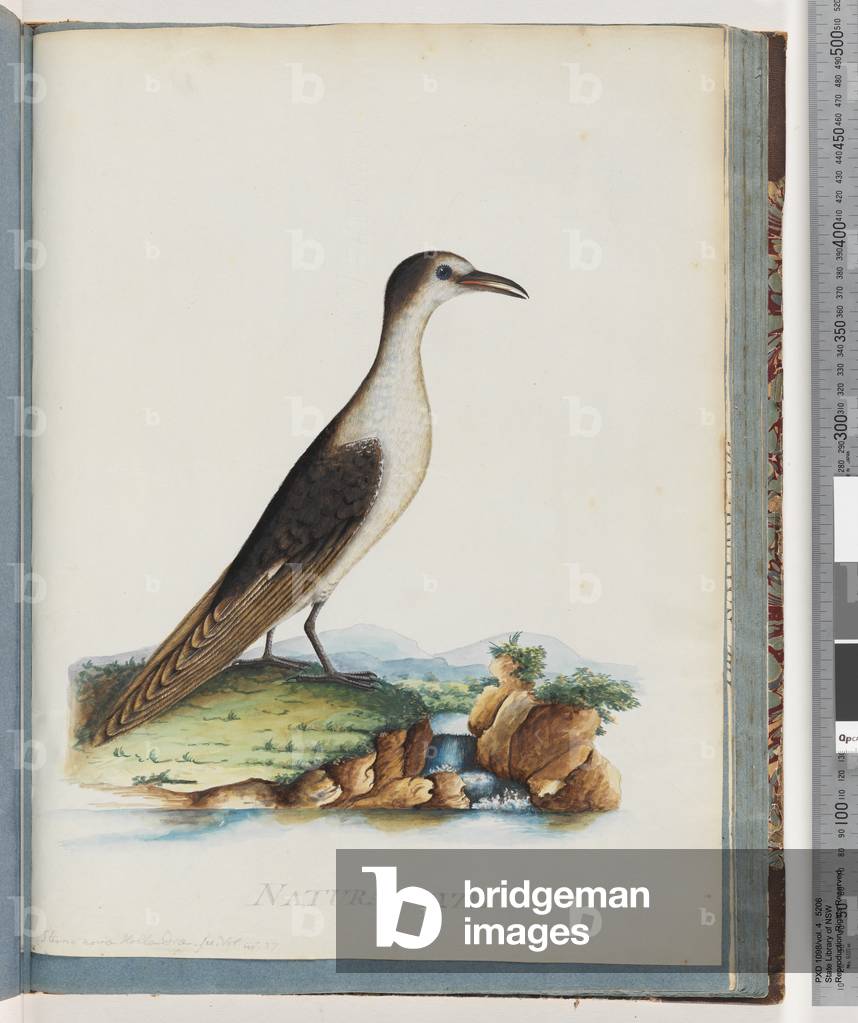 Page 85. Sooty Tern. Sterna novae Hollandae. New Holland Tern (Watling 342/274) (w/c on paper)