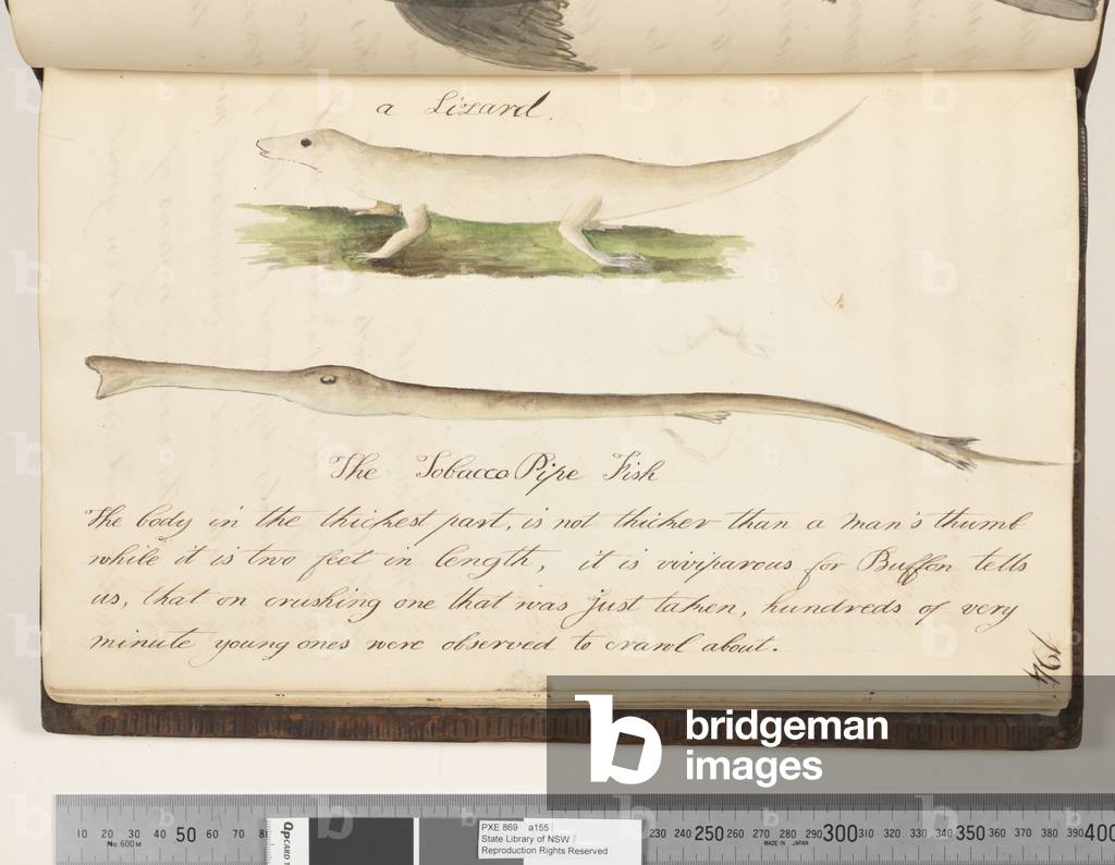 Page 194. A lizard; the Tobacco Pipe fish, 1810-17 (w/c & manuscript text)