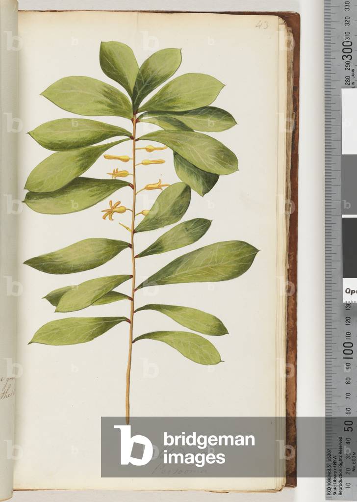 Page 43. Schraderia / Persoonia (w/c)