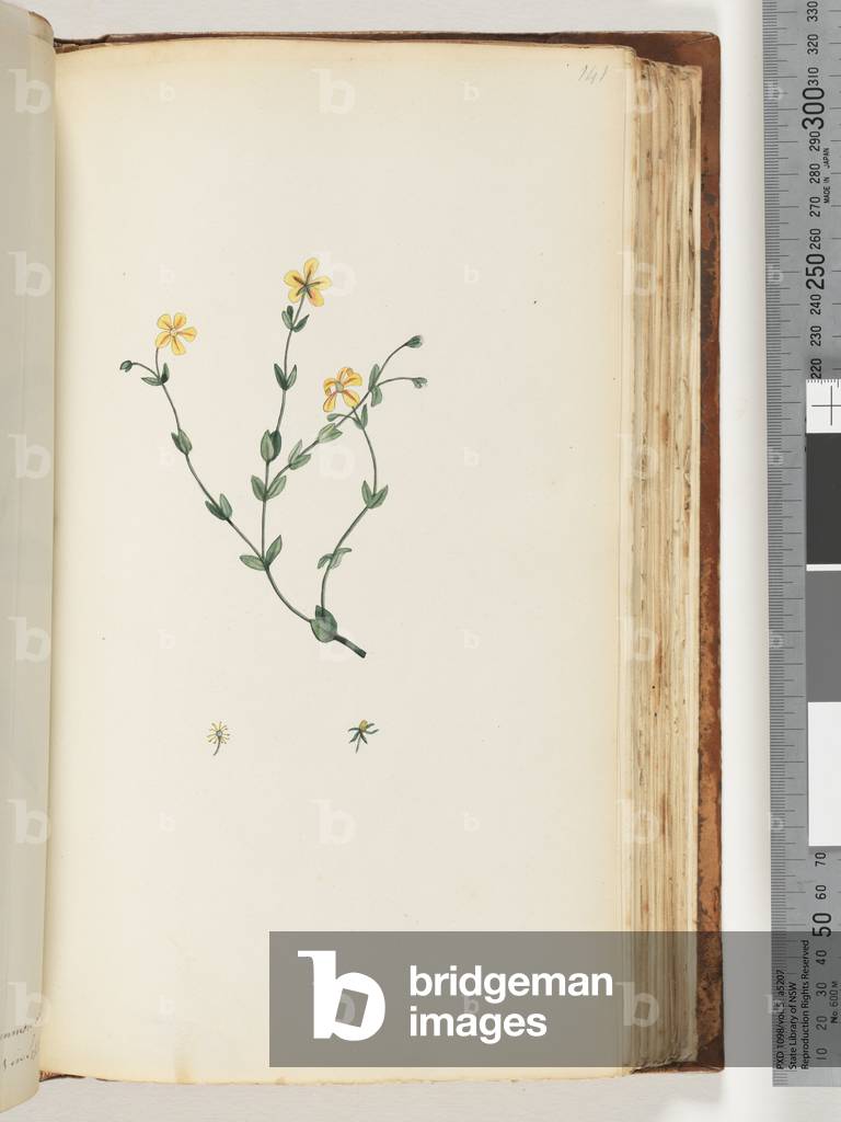 Page 141. Unidentified plant (w/c)