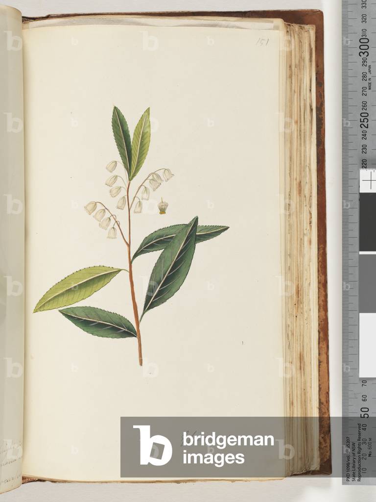 Page 151. Elaeocarpus (w/c)