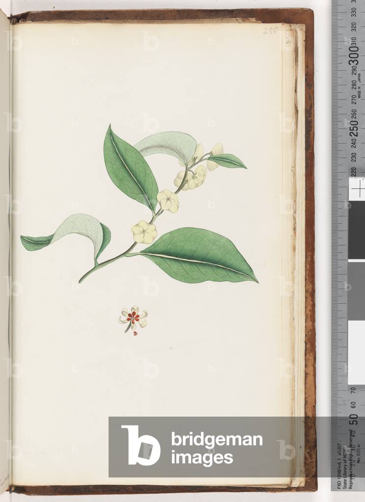 Page 250. Unnamed tree (Watling 460/395) (w/c)